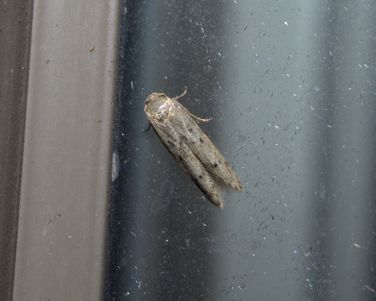 A corny moth HAHAHAHA_20210818.jpg